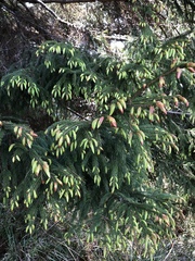 Picea morrisonicola