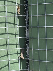 Sceloporus occidentalis longipes