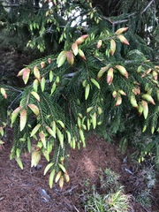Picea morrisonicola