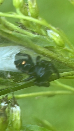 Bold Jumping Spider