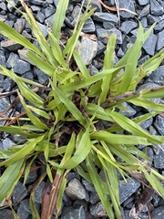 Paspalum setaceum, photograph author not stated, no rights reserved