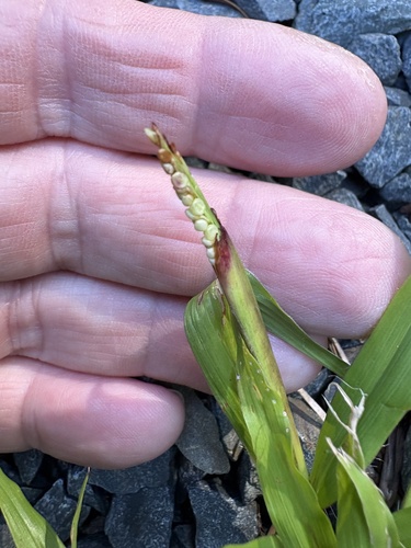 Paspalum setaceum, photograph 3