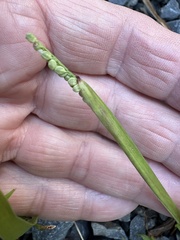 Paspalum setaceum