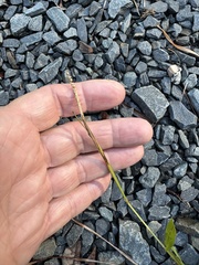 Paspalum setaceum, photograph author not stated, no rights reserved
