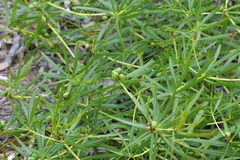 Stillingia texana, photograph (c) Michelle W. （鍾偉瑋）, some rights reserved (CC BY)