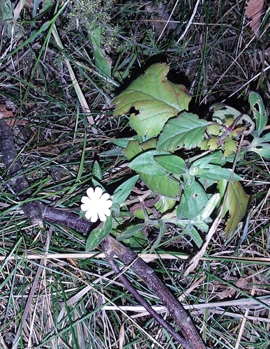 white campion
