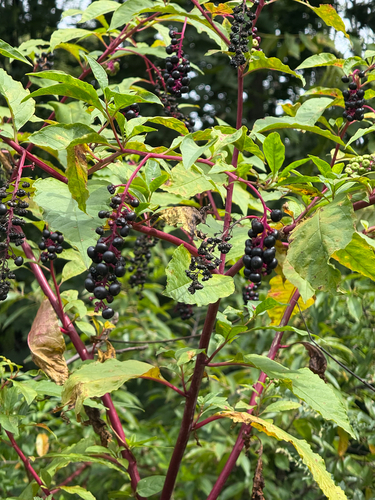 American pokeweed