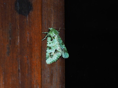 Diphtherocome pulchra