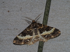 Harutalcis fumigata