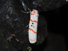 Cyana subalba
