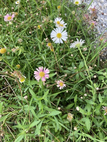 Mexican Fleabane