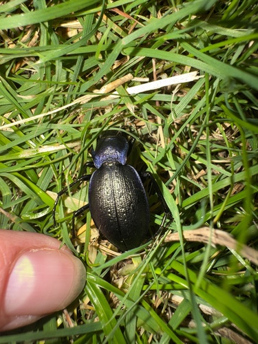 Rough Violet Ground Beetle