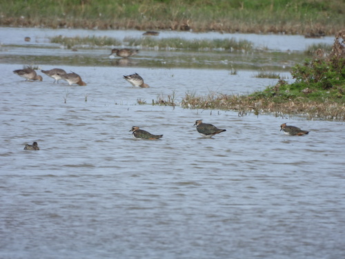 Northern Lapwing