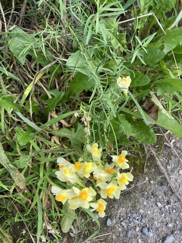 common toadflax