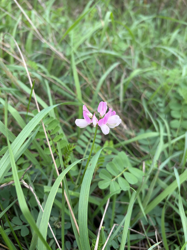 purple crownvetch