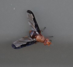 Diacrita costalis