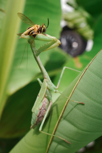Carolina Mantis