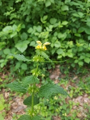 Lamium galeobdolon montanum