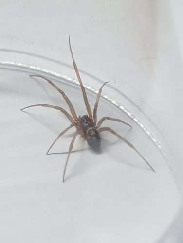 False Black Widow