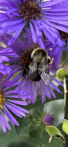 Common Eastern Bumble Bee