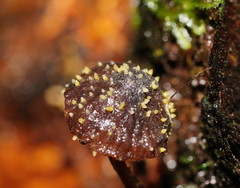 Neobarya agaricicola