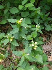 Lamium galeobdolon montanum