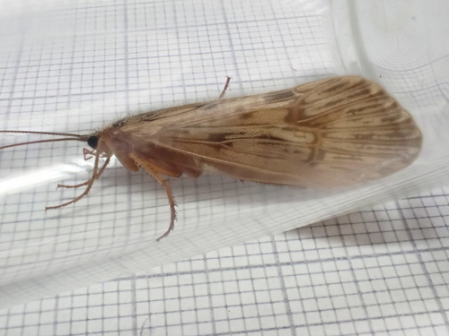 Halesus radiatus