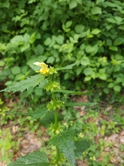 Lamium galeobdolon montanum