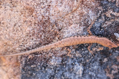 Cryptoblepharus zoticus