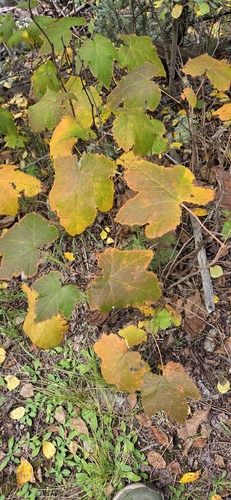 thimbleberry