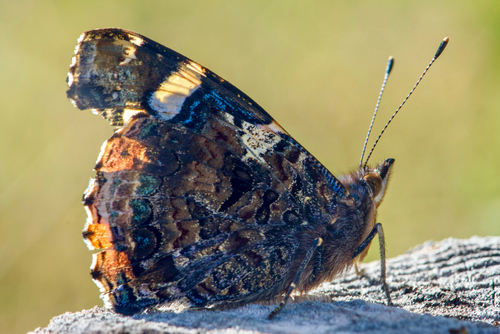 Red Admiral