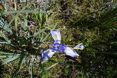 Iris longipetala