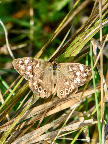 Speckled Wood