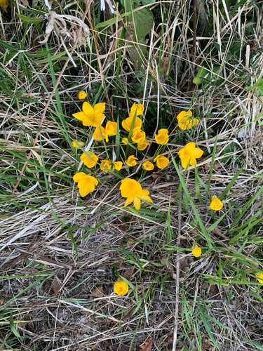 Winter Daffodil