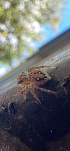 Pantropical Jumping Spider