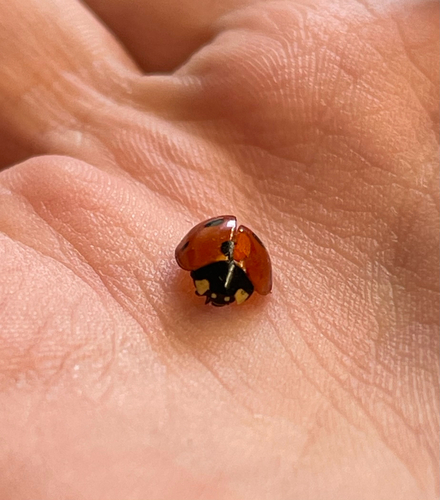 Seven-spotted Lady Beetle