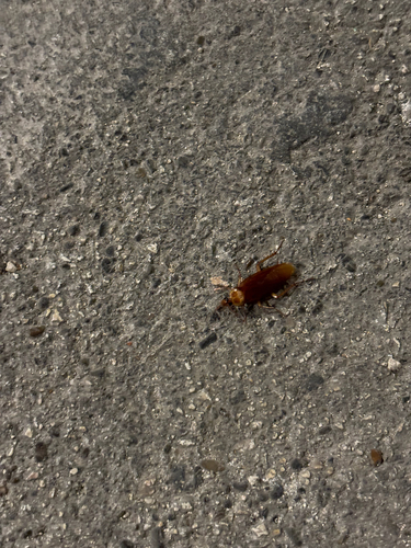 American Cockroach