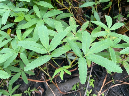 Comarum palustre, photograph 3
