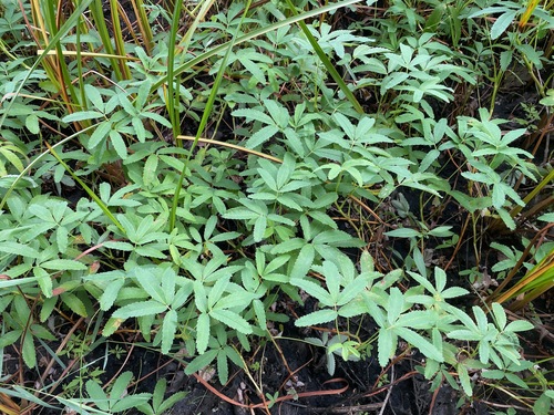 Comarum palustre, photograph 2