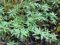 Comarum palustre, photograph (c) Tom Scavo, some rights reserved (CC BY)