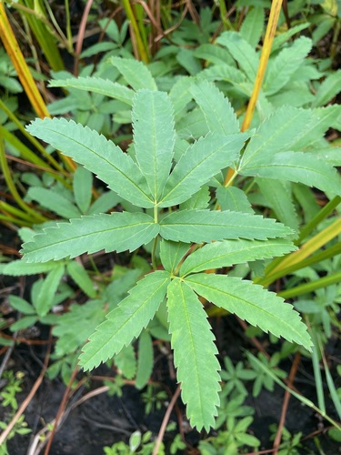 Comarum palustre