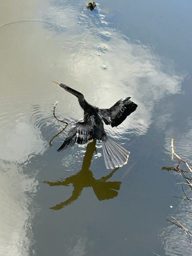 Anhinga