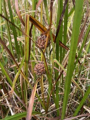 Sparganium eurycarpum