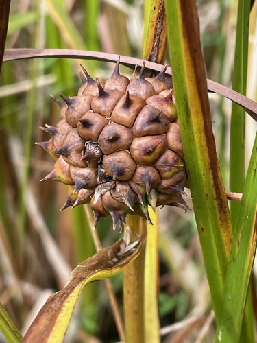 Sparganium eurycarpum, photograph 2