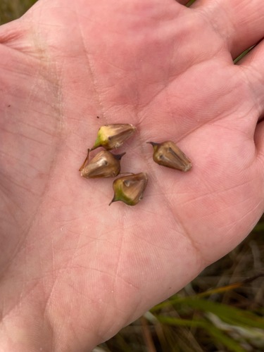 Sparganium eurycarpum, photograph 3
