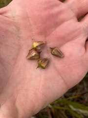 Sparganium eurycarpum, photograph (c) Tom Scavo, some rights reserved (CC BY)