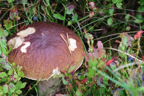 King Bolete