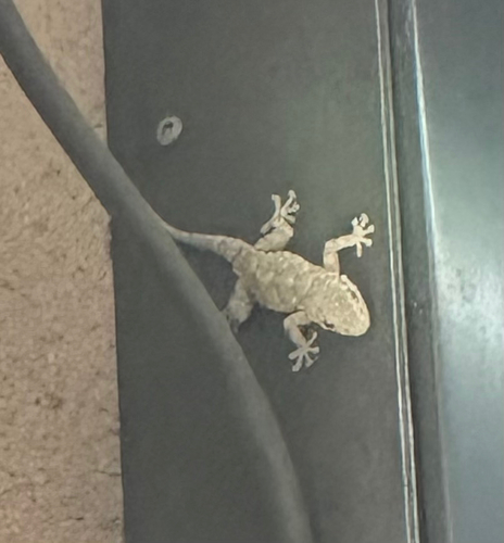 Moorish Gecko