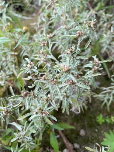 Gnaphalium uliginosum