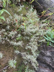 Gnaphalium uliginosum, photograph (c) Tom Scavo, some rights reserved (CC BY)